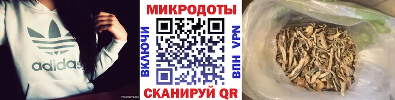 Галлюциногенные грибы Psilocybe  купить наркотик  Правдинск 